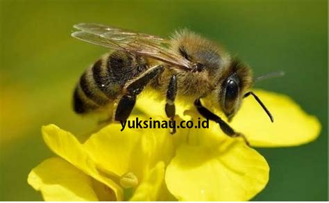 Arti mimpi dikejar lebah  Baca juga: 6 Arti Mimpi Bercermin yang Dikaitkan dengan Refleksi Diri